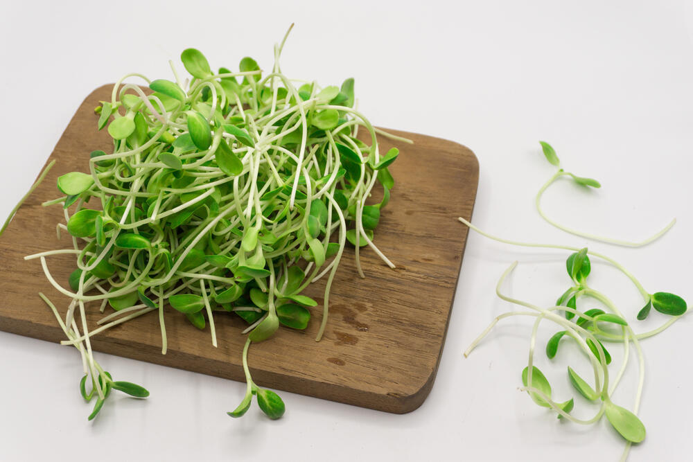 Superfood: sunflower sprouts (Photo: shutterstock) נבטי חמניה
