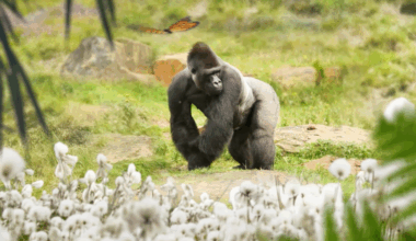 San Antonio Zoo unveils gorilla habitat, sets opening date