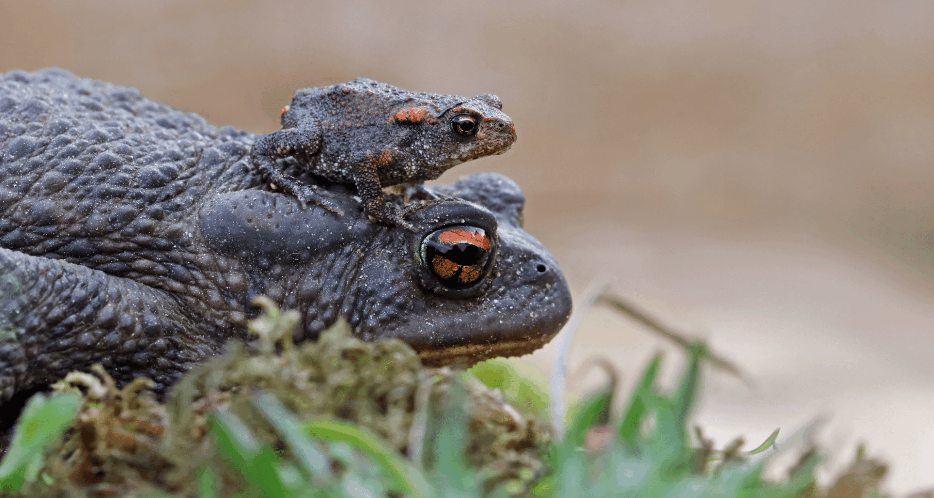 Scientists Stunned By Discovery Of Frogs That Give Birth To Tiny Frogs — Completely Skipping The Tadpole Stage