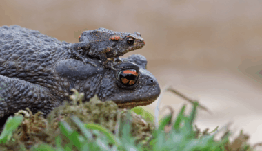 Scientists Stunned By Discovery Of Frogs That Give Birth To Tiny Frogs — Completely Skipping The Tadpole Stage