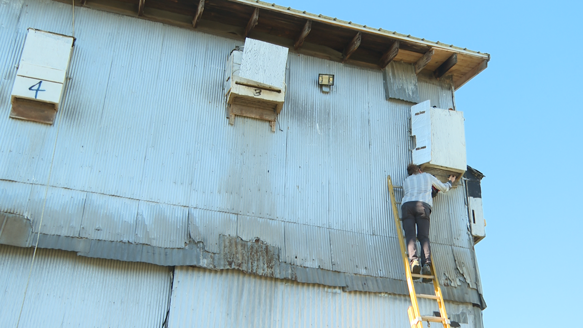 Bats call local business home after construction of 'bat houses'