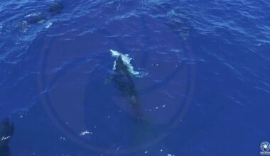 Orcas seen hunting great white sharks to eat their livers in drone footage recorded in Mexico