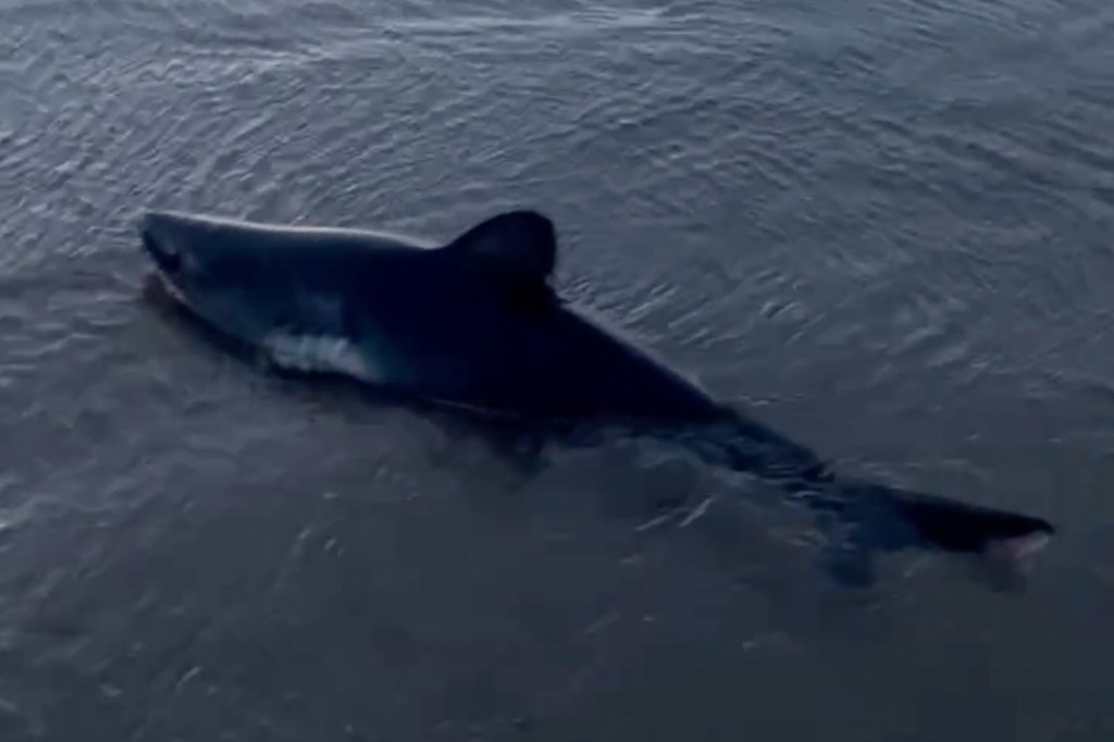 A salmon shark swimming near a beach.