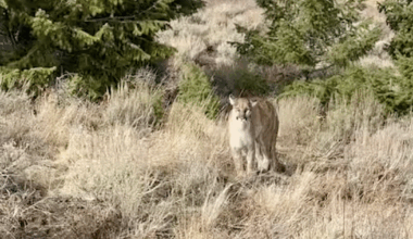 F&G wildlife technician films mountain lion encounter in Owyhees