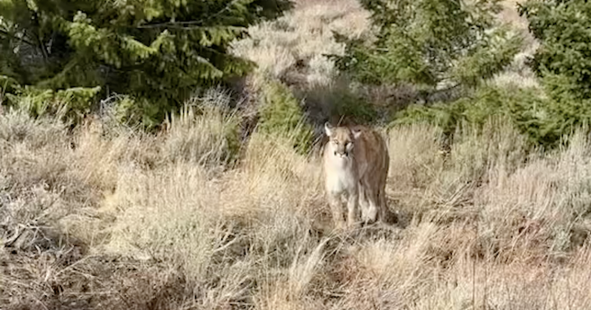 F&G wildlife technician films mountain lion encounter in Owyhees