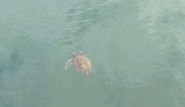 Rare sea turtle sighting near Monterey Wharf