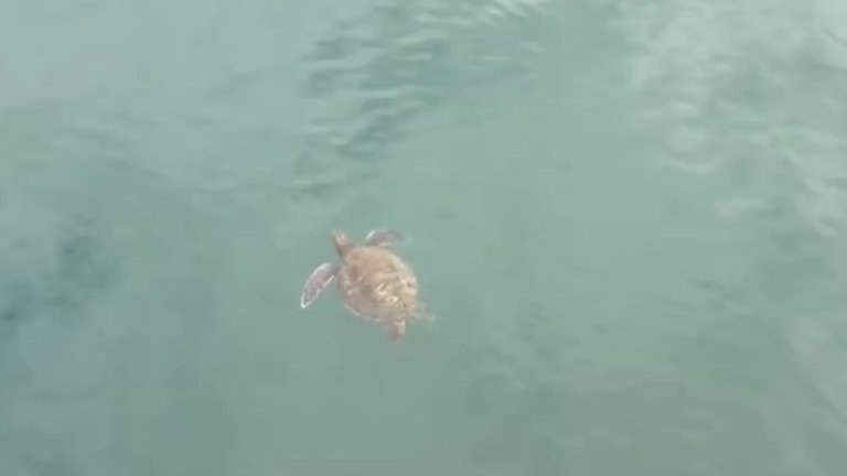 Rare sea turtle sighting near Monterey Wharf