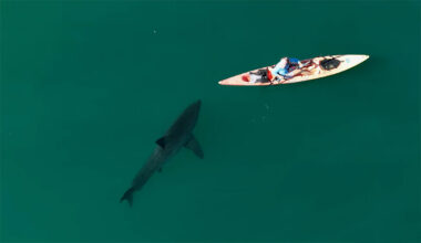 Great white shark following kayaker