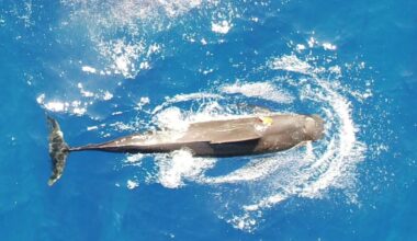 Scientists Wanted to Know How Many Squid Pilot Whales Eat Each Day. What They Found Was Astounding