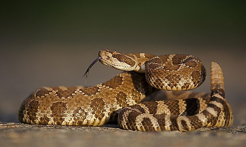 A Western rattlesnake with its tongue out. 