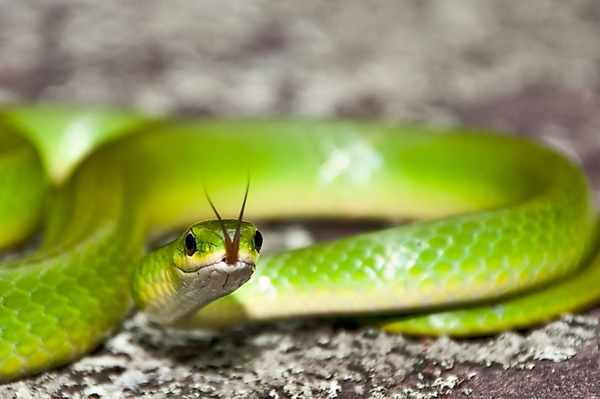 Smooth Green Snake.