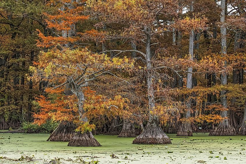 Bald cypress trees in Reelfoot Lake State Park, Tennessee.