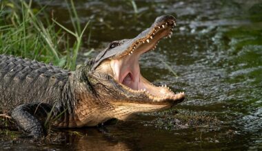7 Most Alligator Filled Places in Arkansas