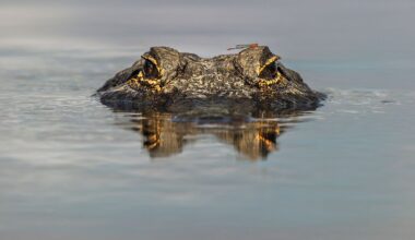 5 Most Alligator Filled Places in Alabama