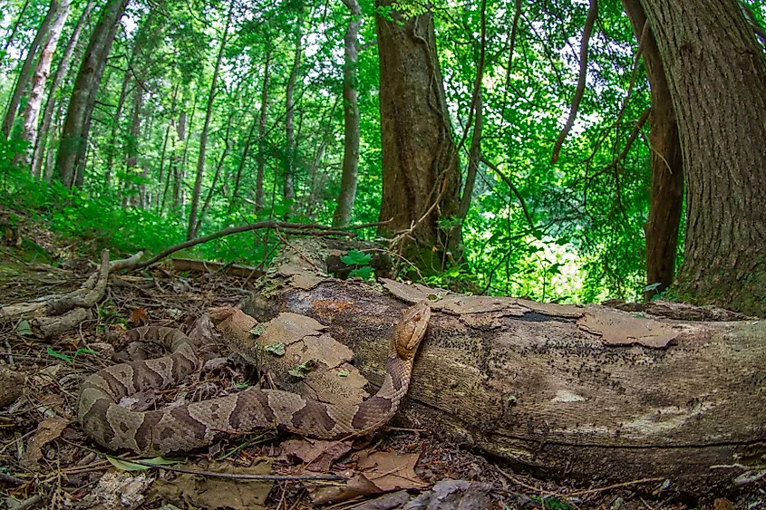 The venomous copperhead snake on the forest floor.