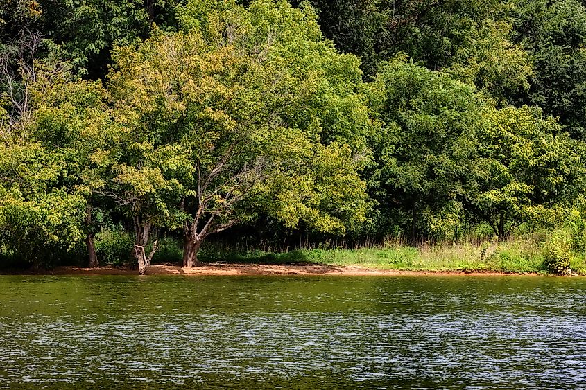 Trees along the river in Warriors' Path State Park in Tennessee.