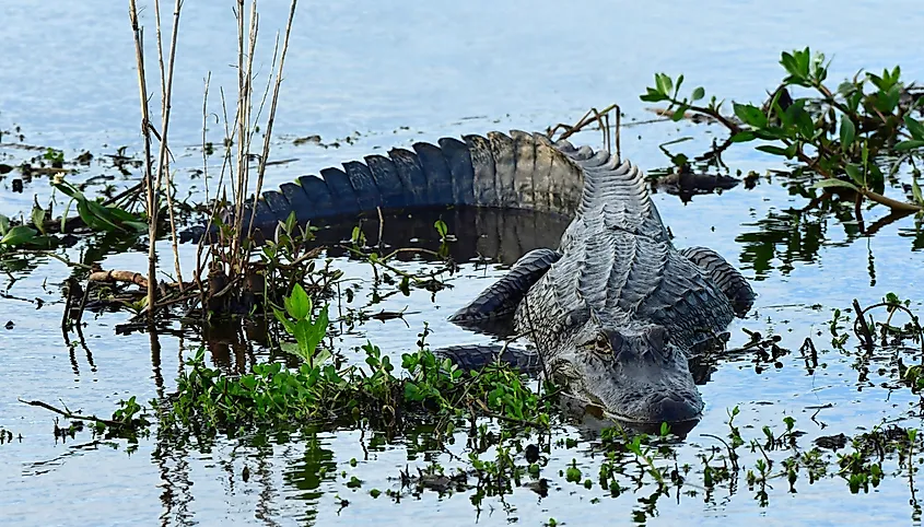 An American alligator lying in the shallows of a marsh