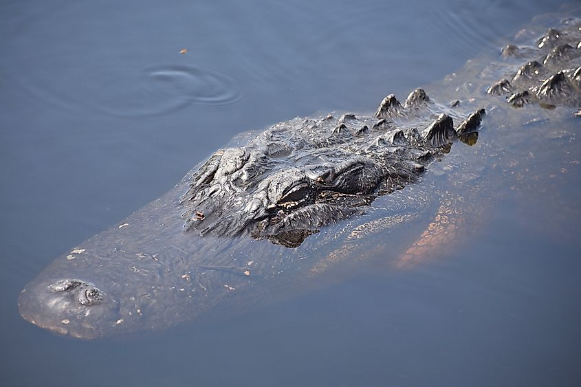 Large American Alligator