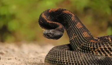 7 Snake Infested State Parks In Tennessee