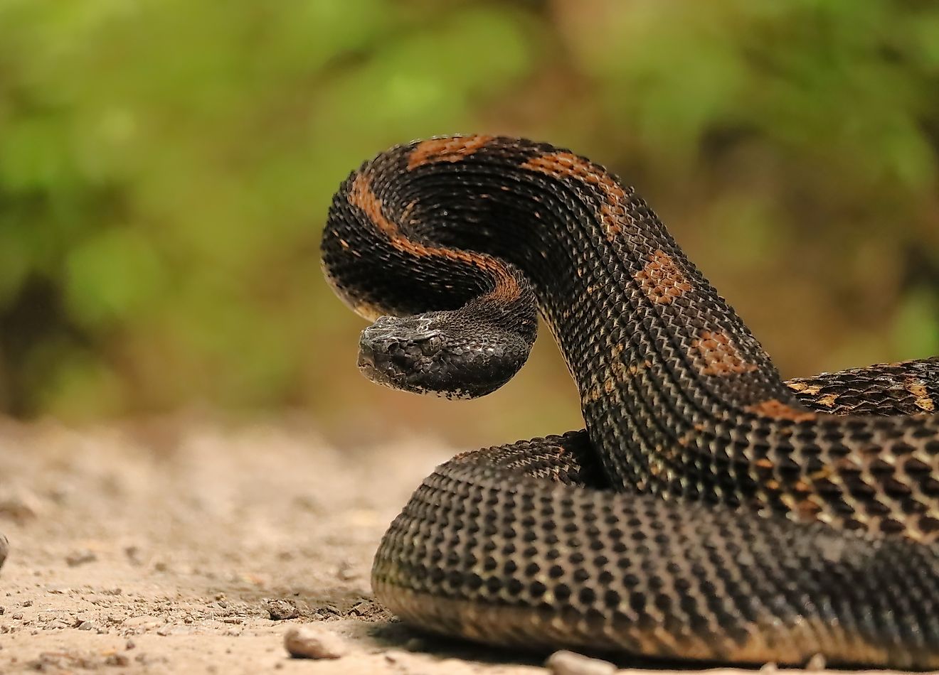 7 Snake Infested State Parks In Tennessee