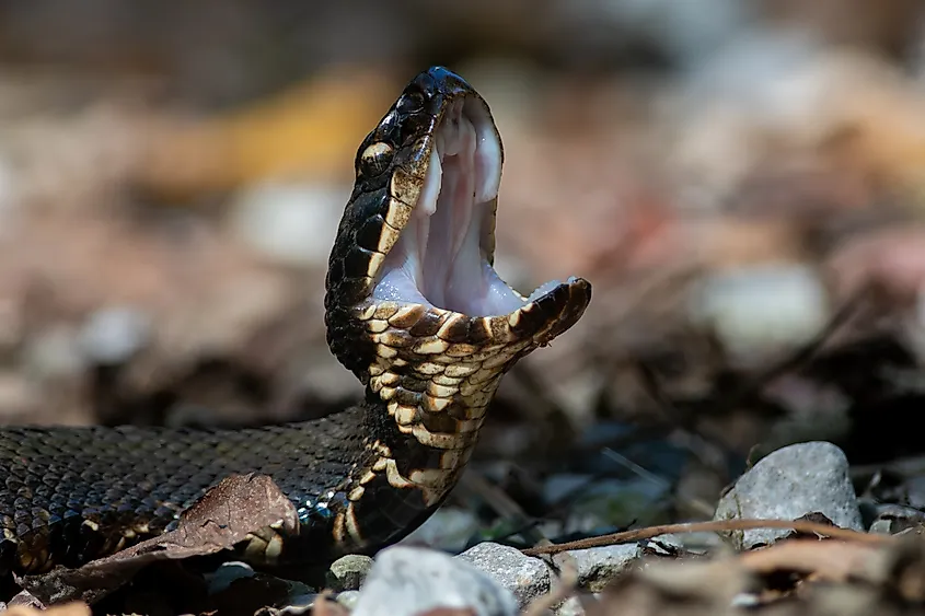 A cottonmouth snake.