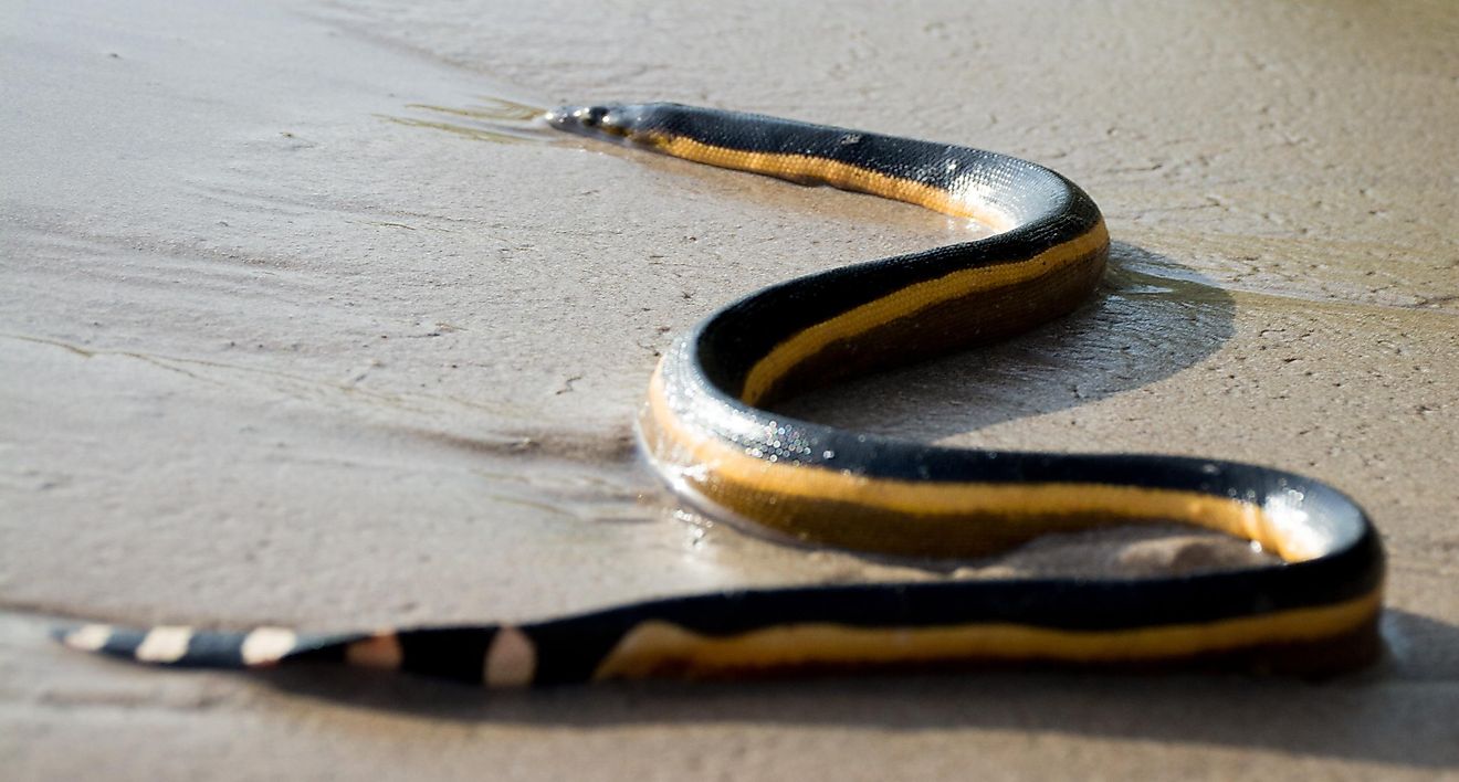 5 Most Snake-Filled Bodies Of Water In New Zealand