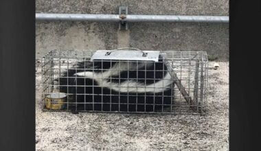Agriculture inspectors in Hilo capture second skunk this month : Big Island Now