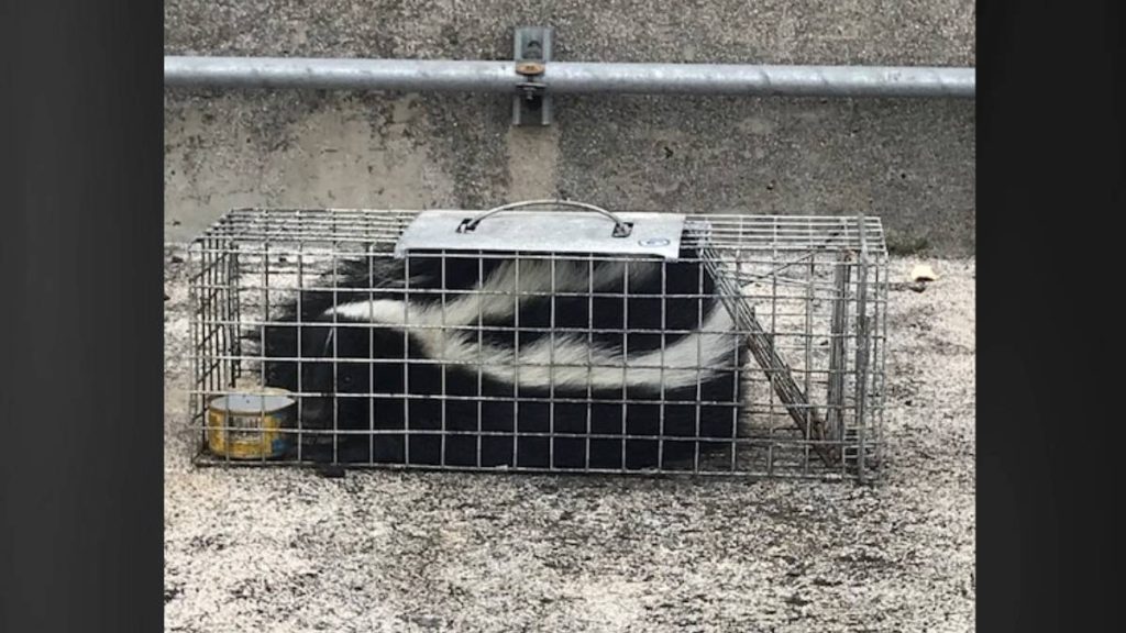 Agriculture inspectors in Hilo capture second skunk this month : Big Island Now