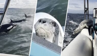 Seal escapes orca hunt by jumping onto photographer’s boat: Watch – NBC4 Washington