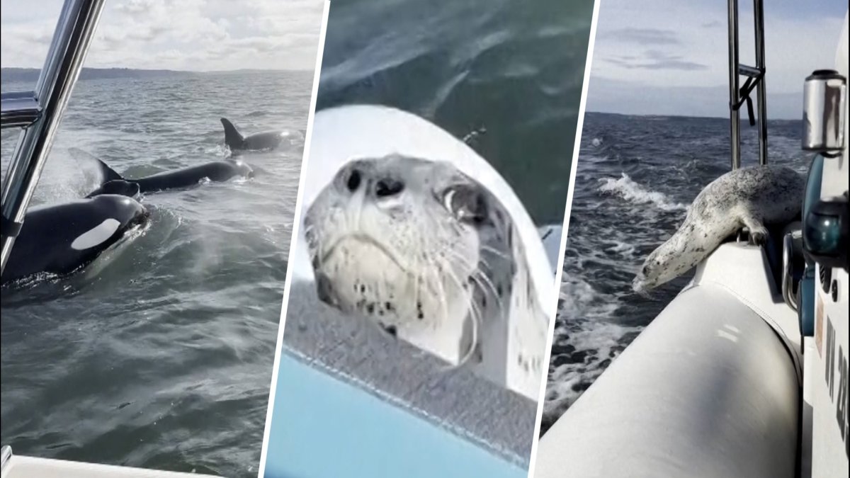 Seal escapes orca hunt by jumping onto photographer’s boat: Watch – NBC4 Washington