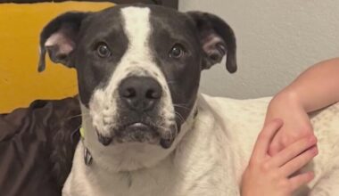 Fort Worth family finds healing, joy after adopting shelter dog: "He was the missing piece."