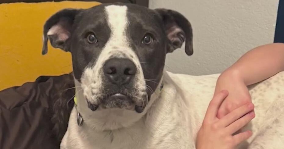 Fort Worth family finds healing, joy after adopting shelter dog: "He was the missing piece."
