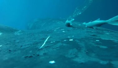 Rare footage shows sucker fish as they whale-surf in the ocean’s wildest joyride