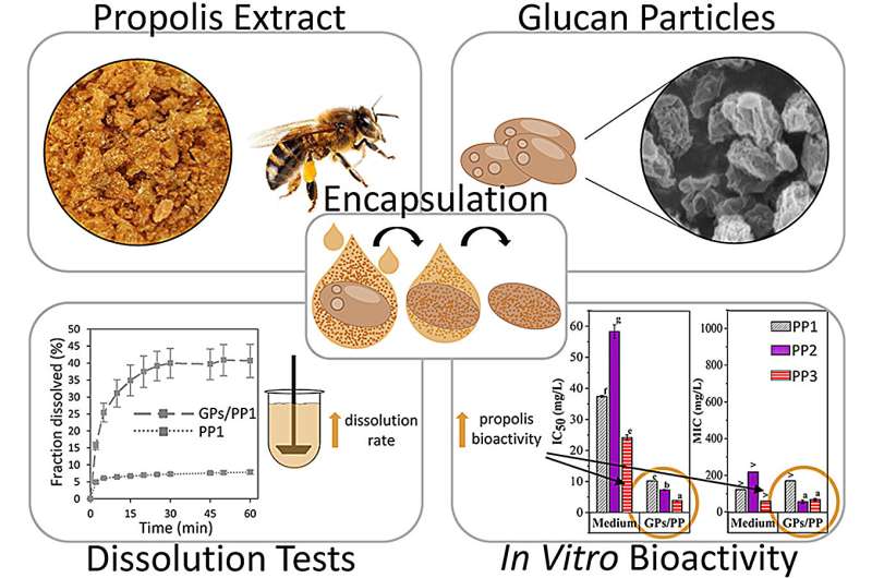 Graphical abstract. Credit: Journal of Drug Delivery Science and Technology (2025). DOI: 10.1016/j.jddst.2025.107490 Study finds baker's yeast carrier makes bee propolis a more potent medicine