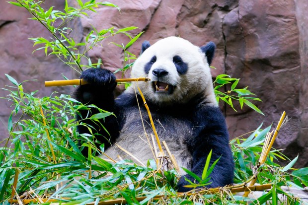 Male panda Yun Chuan sat and enjoyed a batch of fresh bamboo during his first public viewing at the San Diego Zoo on Thursday, Aug. 8, 2024, in San Diego. (Nelvin C. Cepeda / The San Diego Union-Tribune)