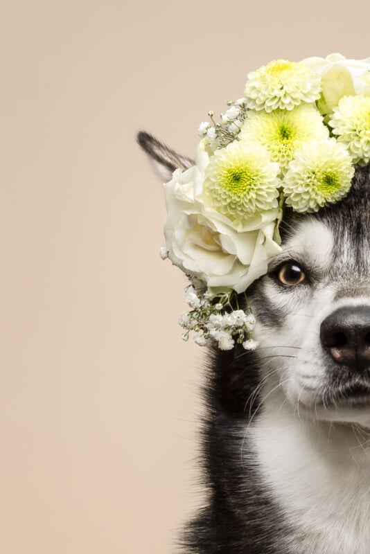 A close-up of a husky dog wearing a crown of yellow and white flowers on its head against a beige background; only the right half of the dog’s face is visible.