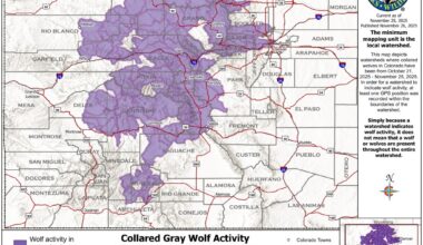 Here's where Colorado's gray wolves roamed in the last month