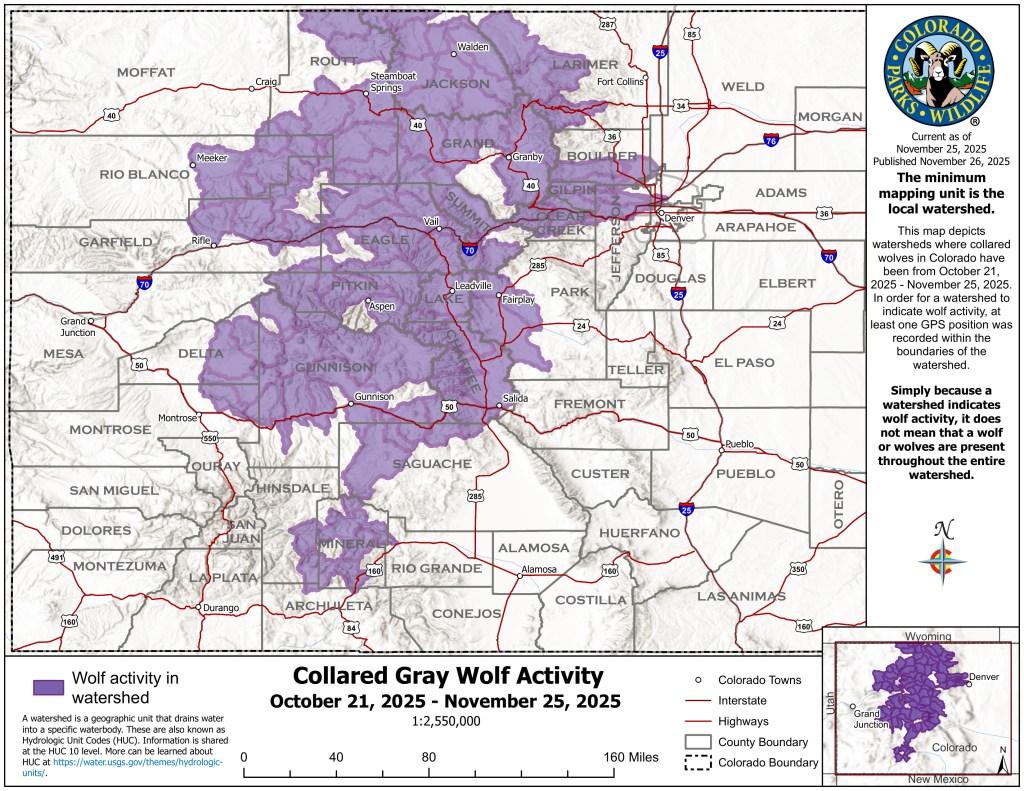 Here's where Colorado's gray wolves roamed in the last month