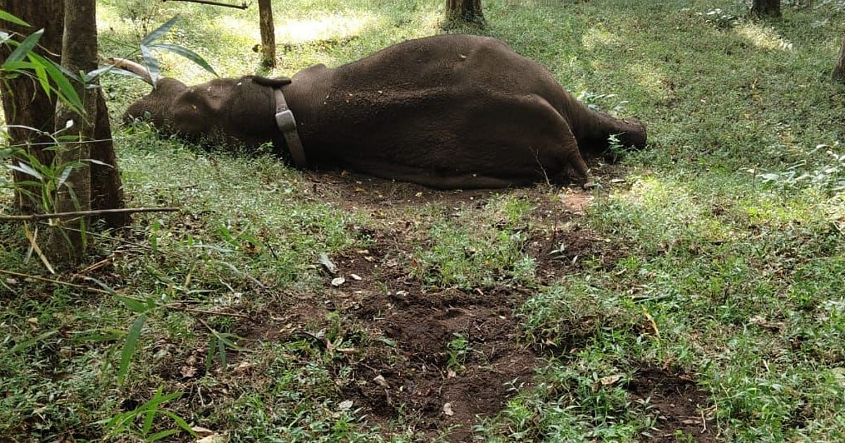 Translocated elephant named ‘Rolex’ dies in Tamil Nadu