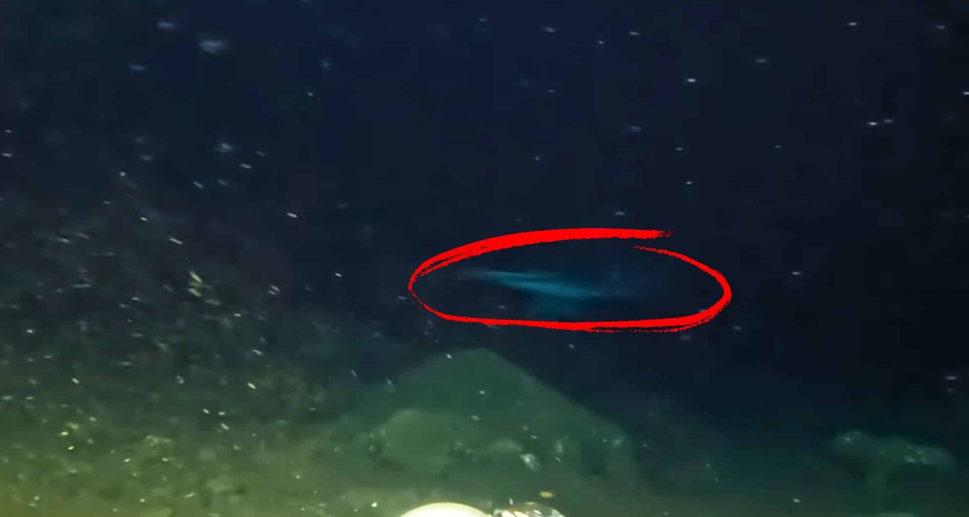 This Deep Sea Creature Wasn’t Supposed To Exist Here…