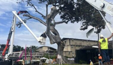 Iconic Ali‘i Drive in Kona changed forever after loss of 80-foot tree : Big Island Now