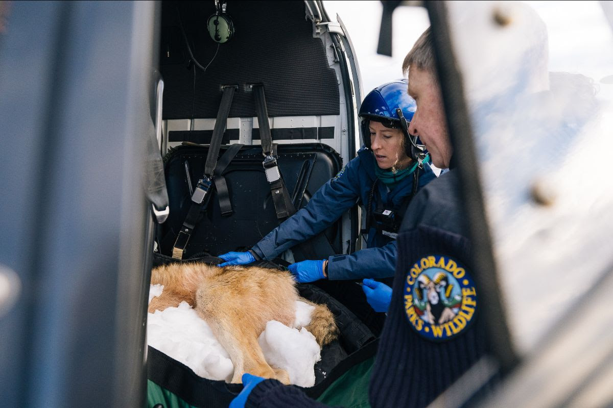 A woman wearing a blue helmet and blue gloves touches an animal laying on the seat of a helicopter. In the foreground is a man wearing a garment with the Colorado Parks and Wildlife logo on his sleeve