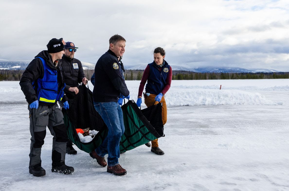 State could face "enforcement violations" over wolves, Greg Lopez says
