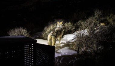 Washington won't provide Colorado more wolves, citing declining population