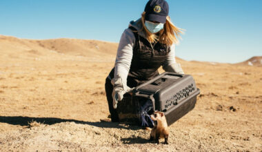 Can drones find what's killing Colorado black-footed ferrets?