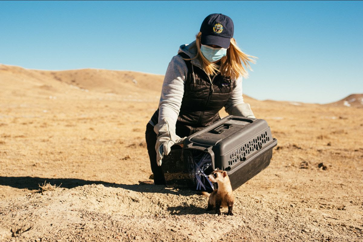 Can drones find what's killing Colorado black-footed ferrets?