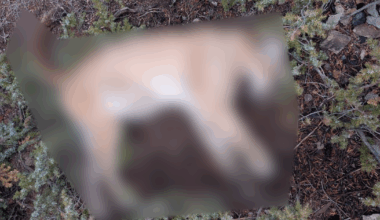 CPW investigates illegal killing of mountain lion in Gunnison County