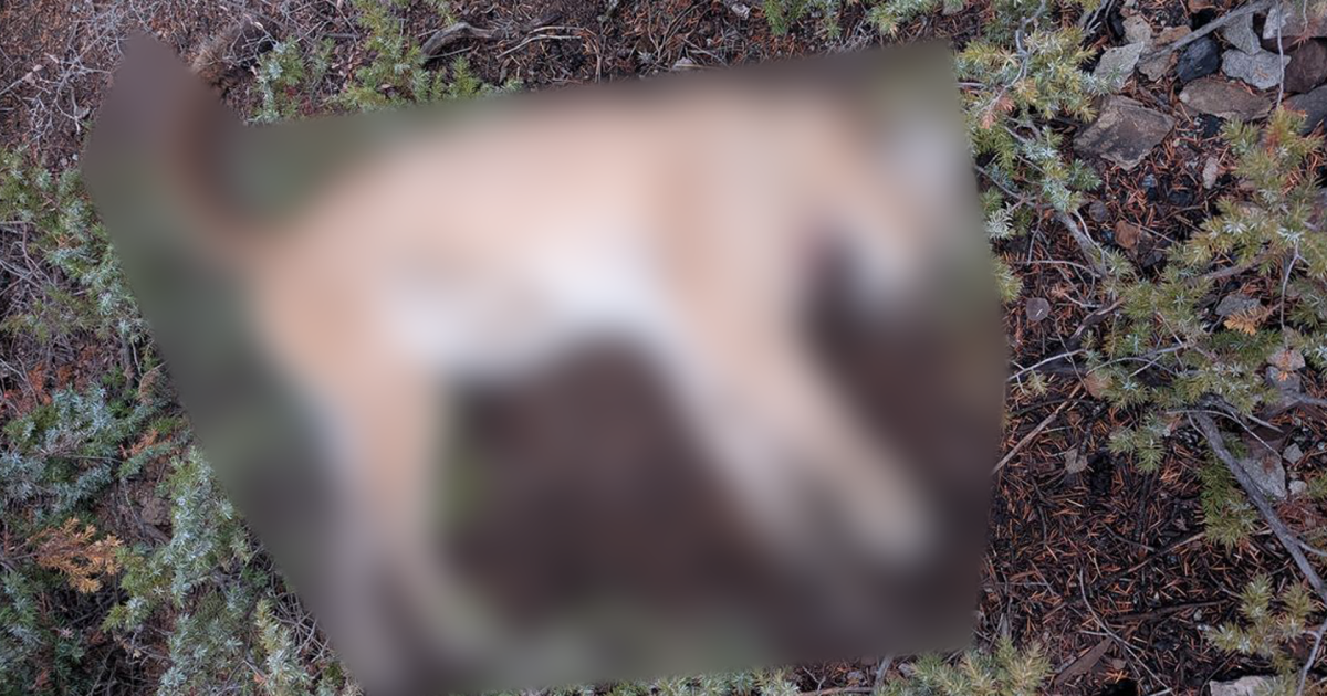 CPW investigates illegal killing of mountain lion in Gunnison County