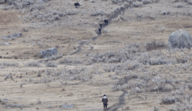 Photographer captures viral Yellowstone wolf encounter