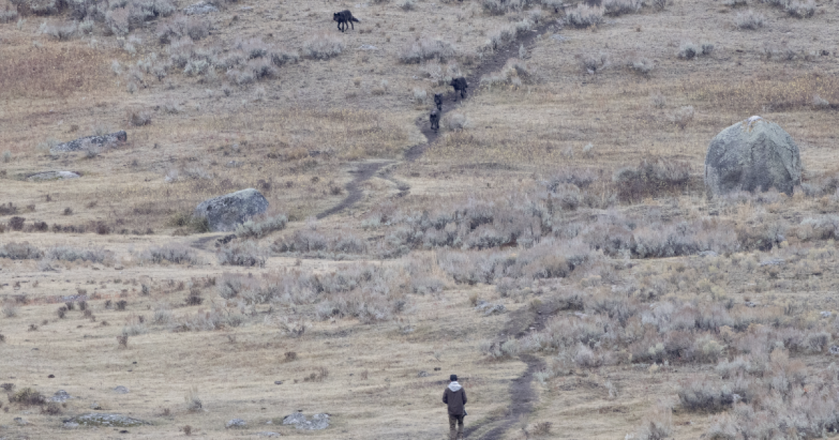 Photographer captures viral Yellowstone wolf encounter